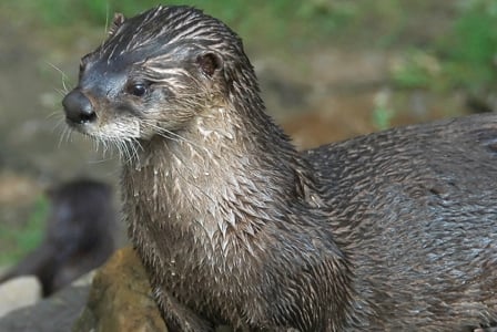 Wildlife Wednesday: North American River Otter
