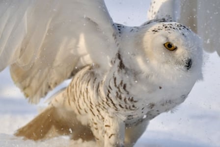 Wildlife Wednesday: Snowy Owl
