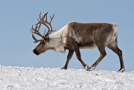 Wildlife Wednesday: Reindeer
