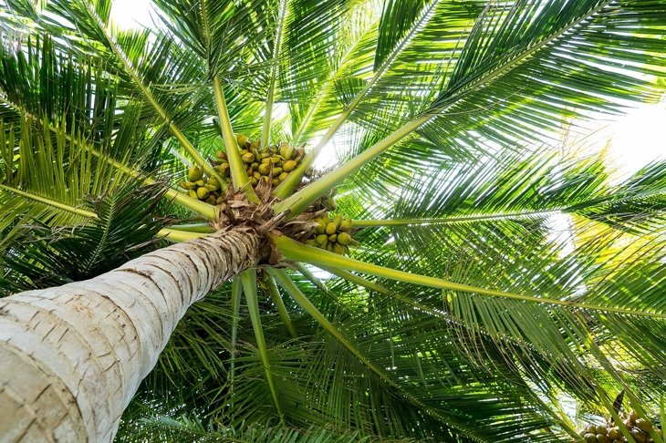 Palm full of coconuts on maldivian beach
