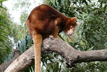 Wildlife Wednesday: Tree Kangaroo
