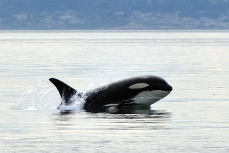 Wildlife Wednesday: Killer Whale
