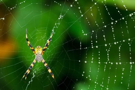 An Arachniphobe\'s Nightmare: Invasive Species Results in Spider Explosion
