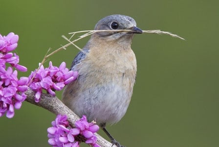 Help Native Birds with Native Landscaping
