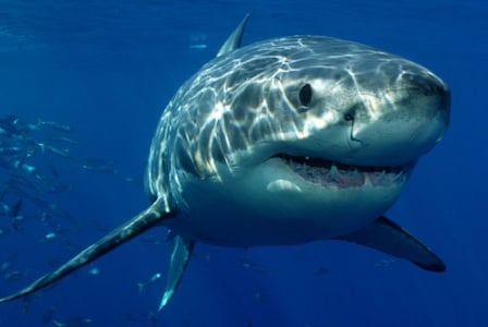 Wildlife Wednesday: Great White Shark
