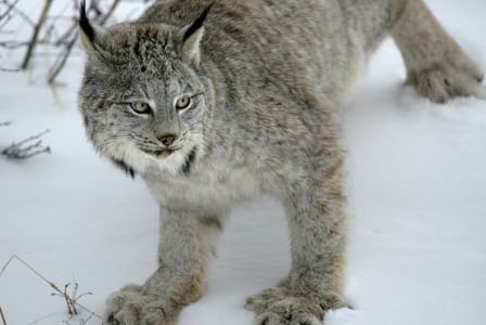 Wildlife Wednesday: Canada Lynx

