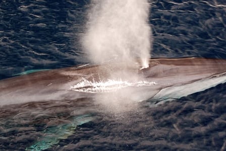 Wildlife Wednesday: Fin Whale
